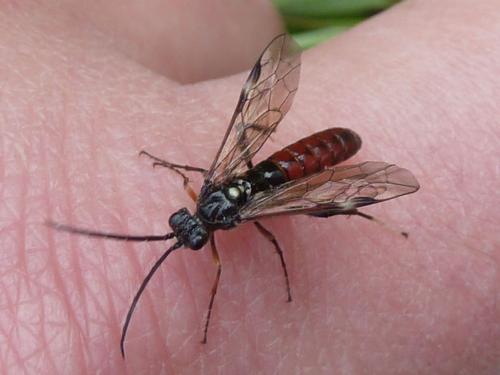 Réf. 229 072 : Tenthredopsis coquebertii